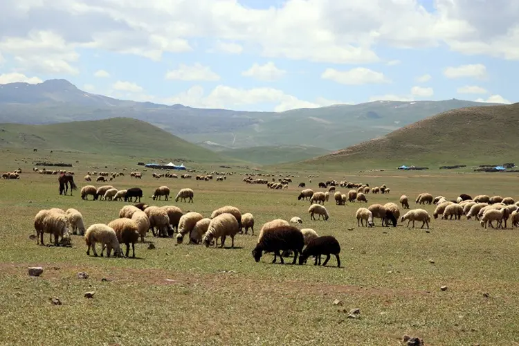 Tendürek Dağı Eteklerinde Göçerlerin Kış Hazırlığı2