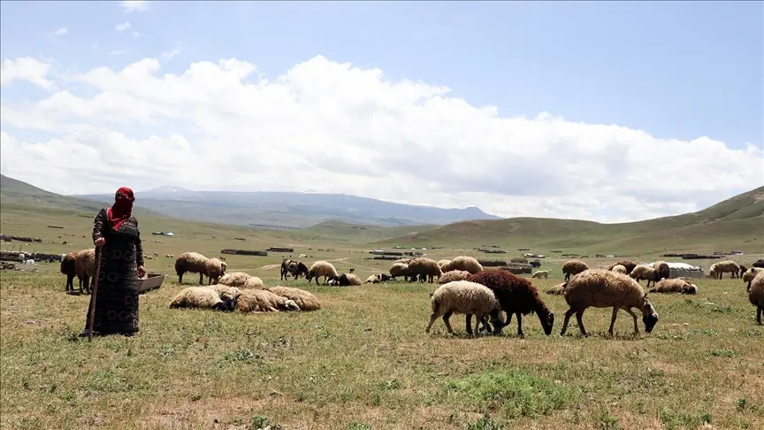Tendürek Dağı Eteklerinde Göçerlerin Kış Hazırlığı3