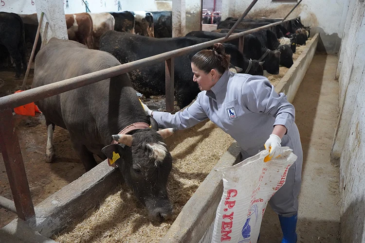 Voleybol Antrenörü Kadın, Hayvancılıkla Da Uğraşıyor (2)