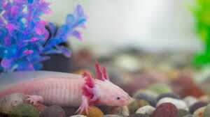 Axolotl’un Sırrı Uzuv Kaybı Tarih Olabilir2