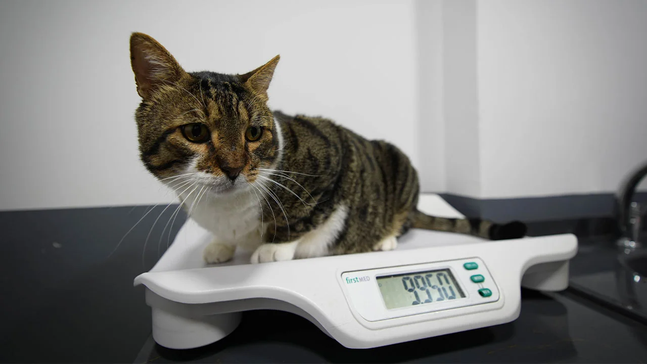 Diyabet Hastası Kedi Kök Hücre Nakliyle Sağlığına Kavuştu1