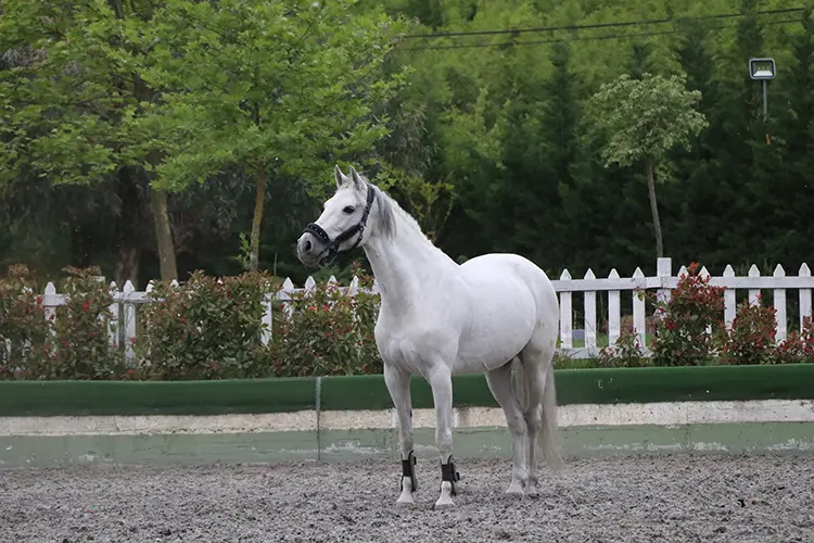 Kadın Girişimci, Atlı Spor Kulübüyle Biniciliği Yaygınlaştırıyor