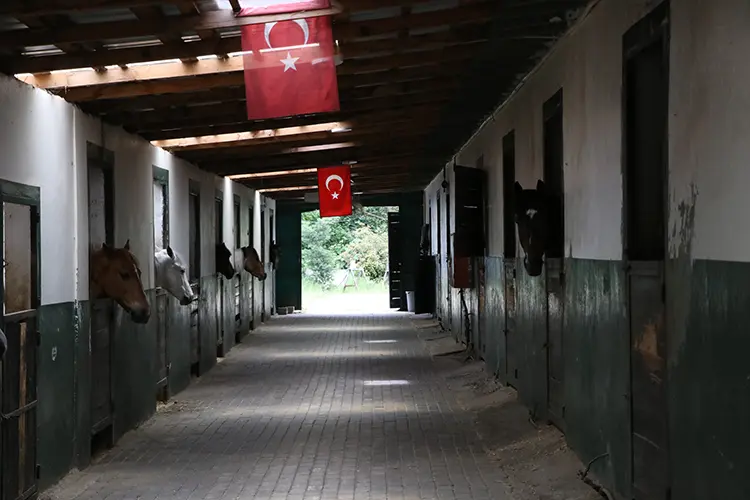 Kadın Girişimci, Atlı Spor Kulübüyle Biniciliği Yaygınlaştırıyor1