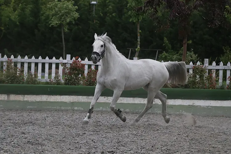 Kadın Girişimci, Atlı Spor Kulübüyle Biniciliği Yaygınlaştırıyor4