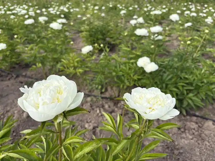Kadın Girişimcinin Şakayık Serüveni Meyvesini Veriyor (3)