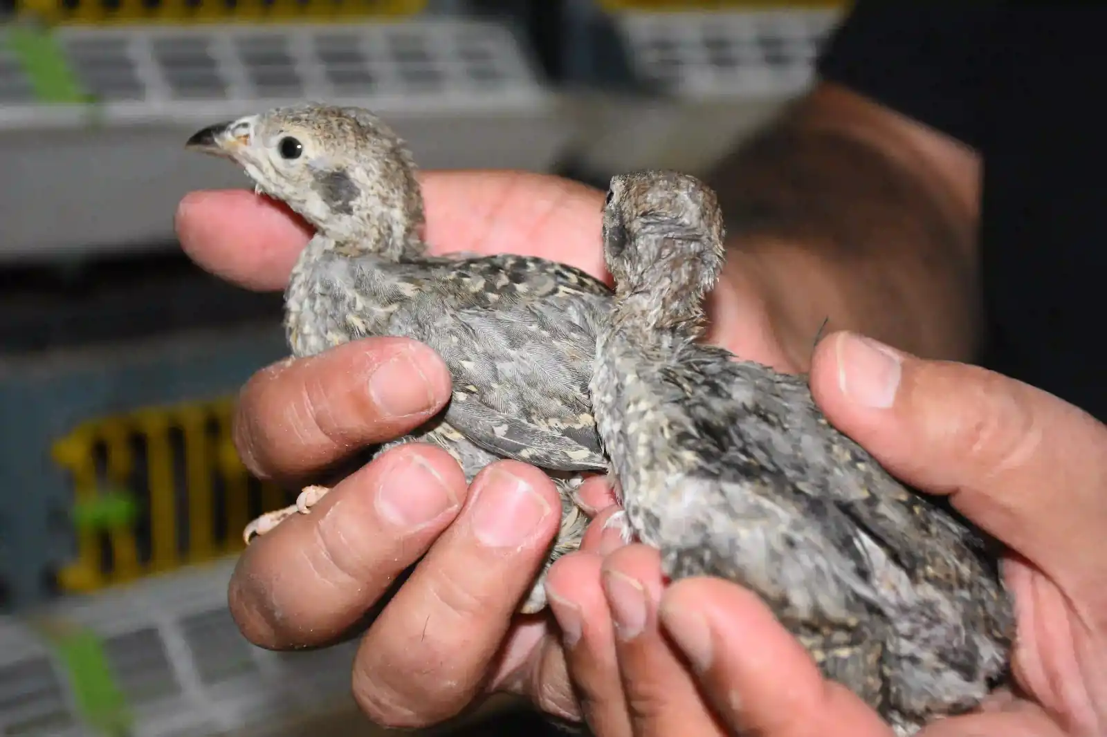 Kekliklerle Doğaya Destek 9 Bin Keklik Doğaya Salınacak