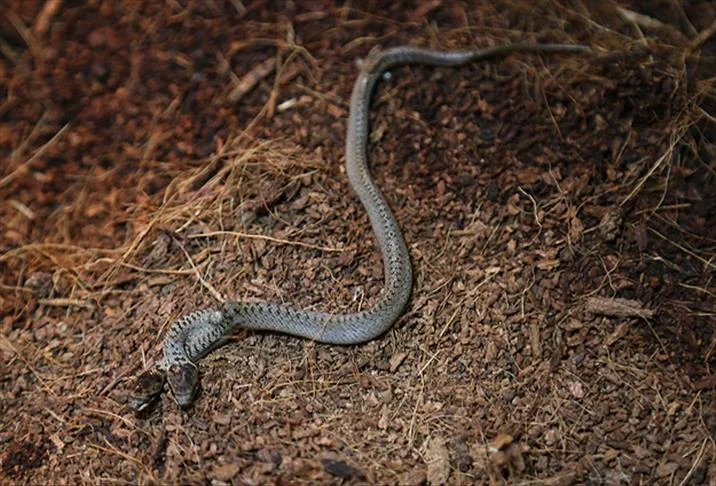 Küresel Isınma Kene, Yılan Ve Akreplerin Yayılımını Artırıyor (2)