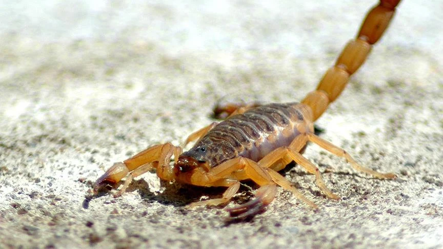 Küresel Isınma Kene, Yılan Ve Akreplerin Yayılımını Artırıyor (3)