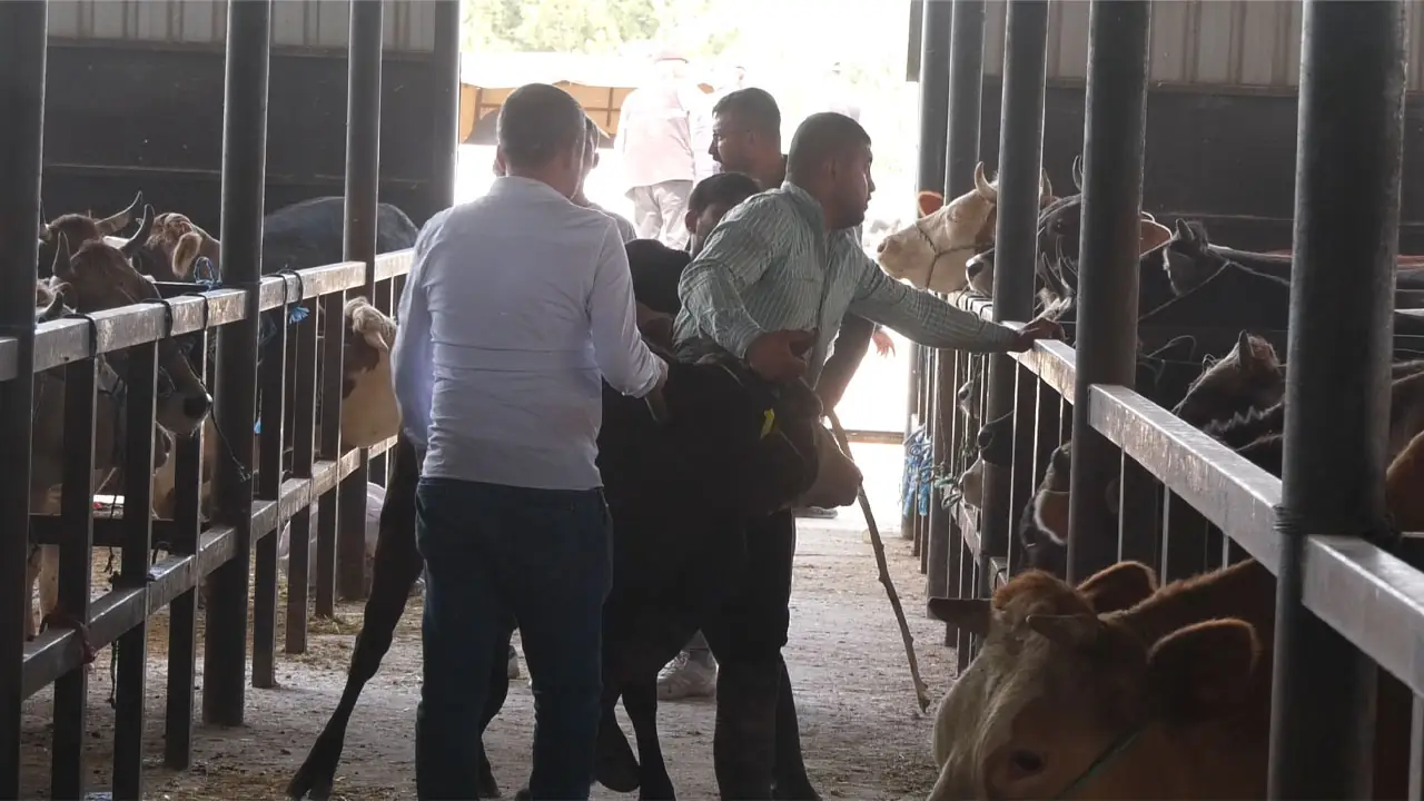 Kütahya Canlı Hayvan Pazarında Son Durum3