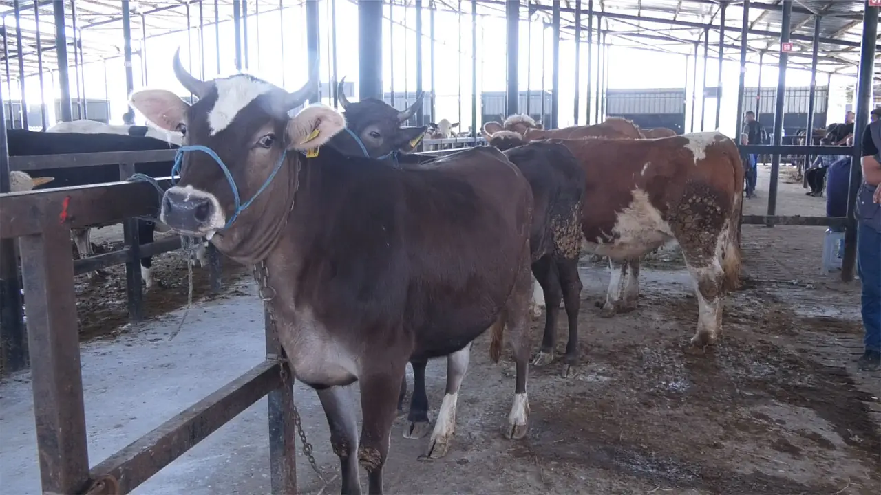 Kütahya Canlı Hayvan Pazarında Son Durum4