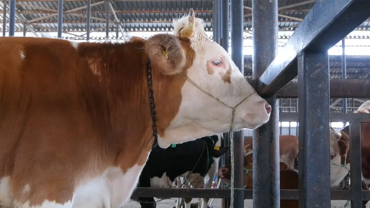 Kütahya Canlı Hayvan Pazarında Son Durum5