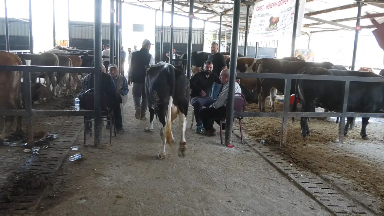 Kütahya Canlı Hayvan Pazarında Son Durum6