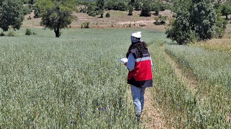 Kütahya Hisarcık'ta Yem Bitkisi Destekleme Kontrolü Yapıldı 03