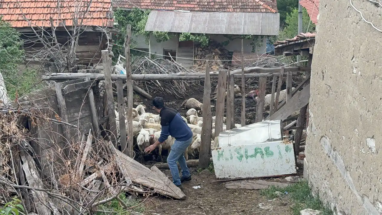 Kütahya’da Ağıla Giren Kurtlar, Koyunları Telef Etti2