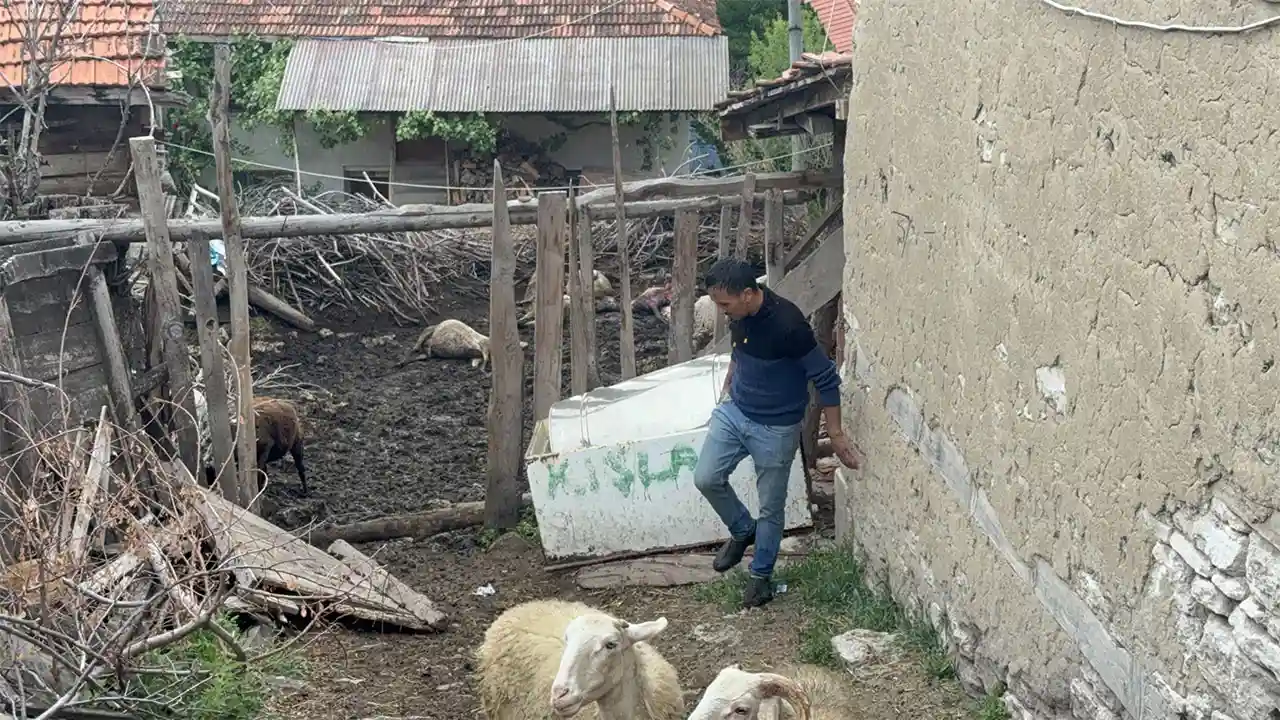 Kütahya’da Ağıla Giren Kurtlar, Koyunları Telef Etti3