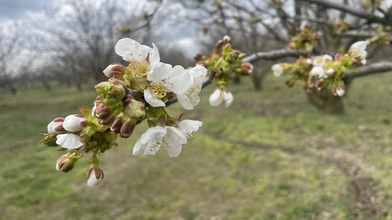 Kütahya’da Kiraz Sineği Ile Mücadele Sürüyor 1