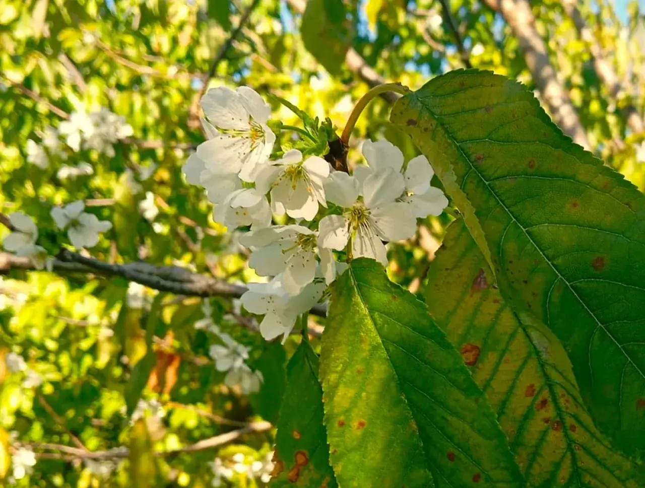 Kütahya’da Kiraz Sineği Ile Mücadele Sürüyor 2