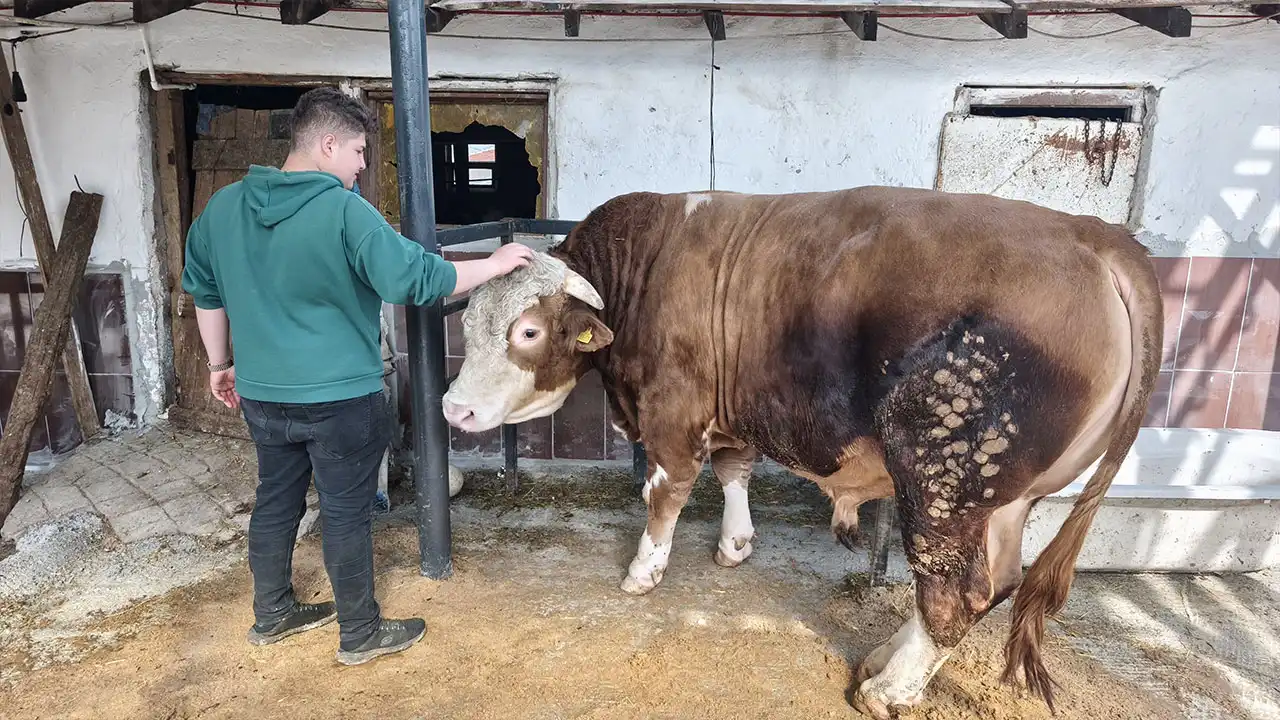 Kütahya’da Uzmanı Uyardı Kurbanlık Alırken Dikkat3