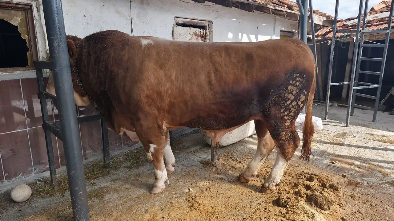 Kütahya’da Uzmanı Uyardı Kurbanlık Alırken Dikkat4