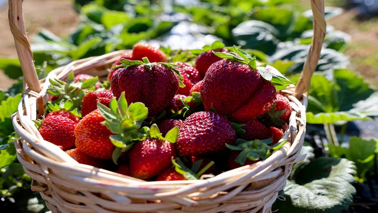 Organik Çilek Üretimiyle Sakarya’da Tarıma Yeni Soluk Getirdi (2)