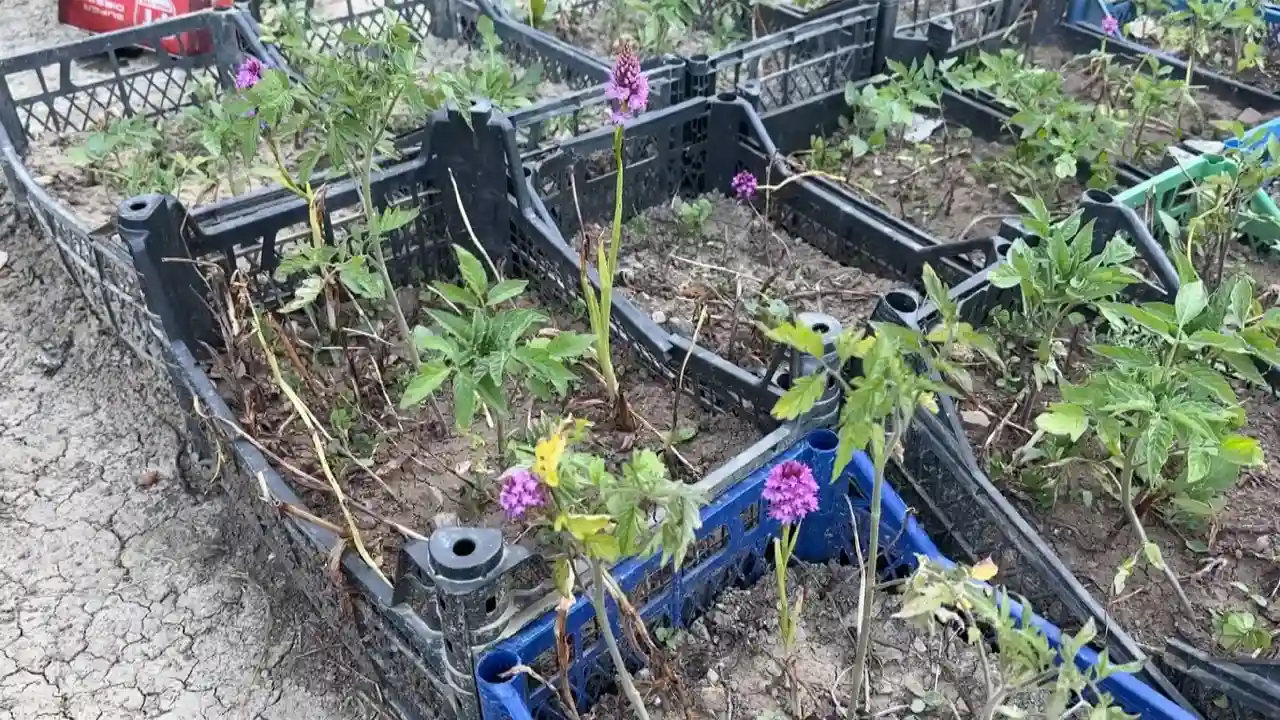 Özel Izinle Yetiştirilen Salep Orkidesinden 60 Kilogram Ürün Elde Etti