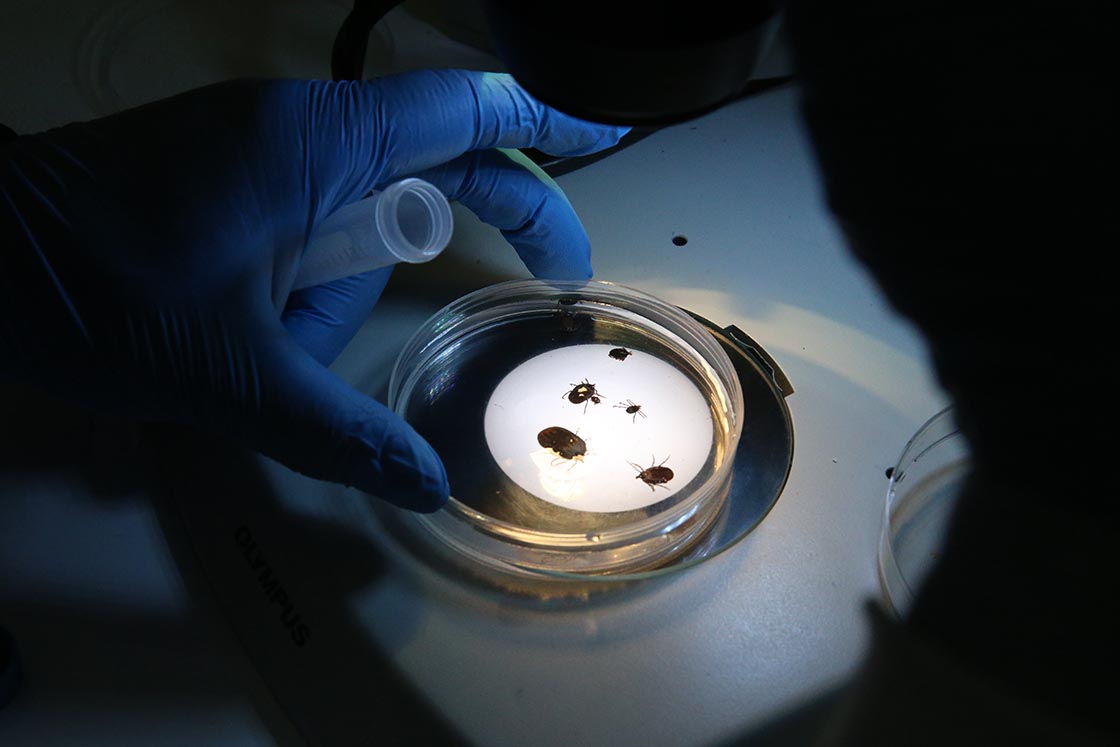 Türkiye'de Yeni Bir Kene Türü Tespit Edildi (1)