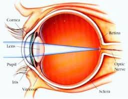 Görme Kaybına Karşı Umut Veren Hücre Keşfi1