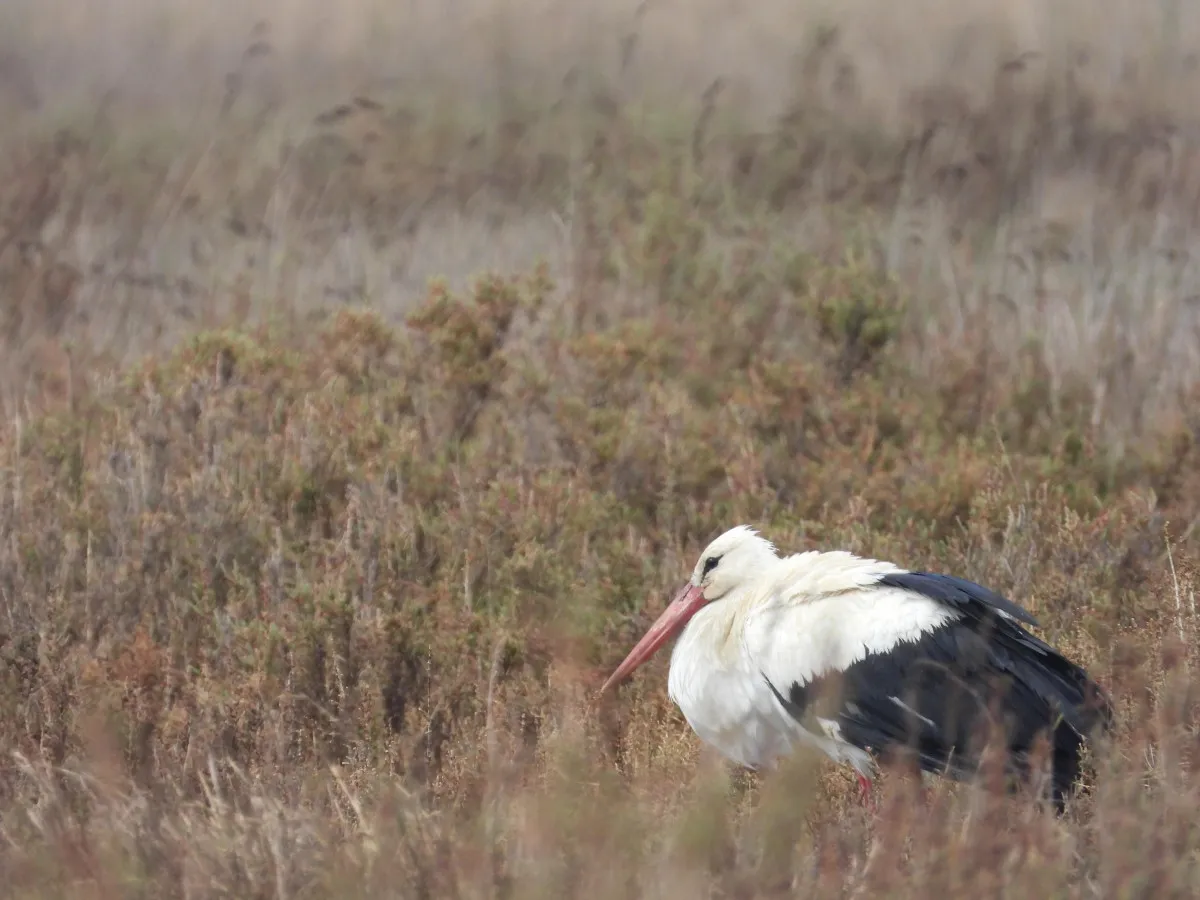 Hatay’daki Milleyha Kuş Cenneti Kuraklıkla Yok Oluyor1