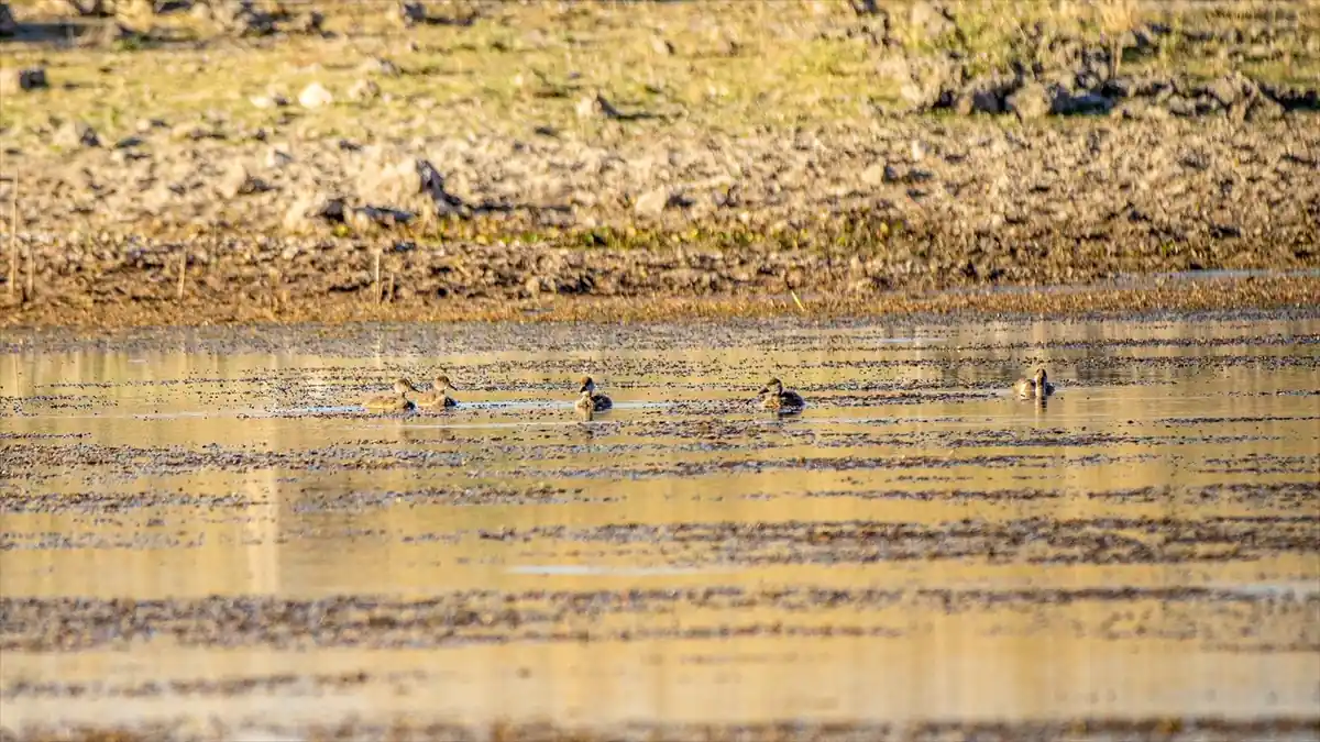 İklim Değişikliği Macar Ördeklerinin Göç Düzenini Değiştirdi