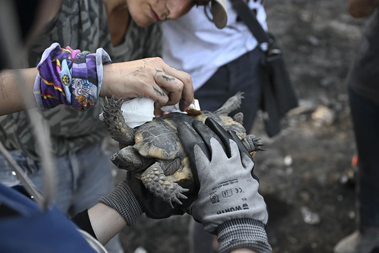 İzmir’de Gönüllüler Orman Yangını Mağduru Hayvanlara Yardım Ediyor (2)