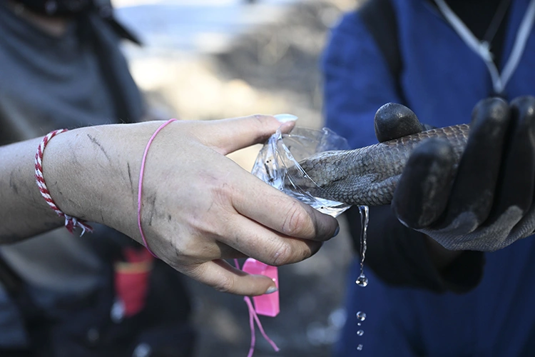 İzmir’de Gönüllüler Orman Yangını Mağduru Hayvanlara Yardım Ediyor (4)