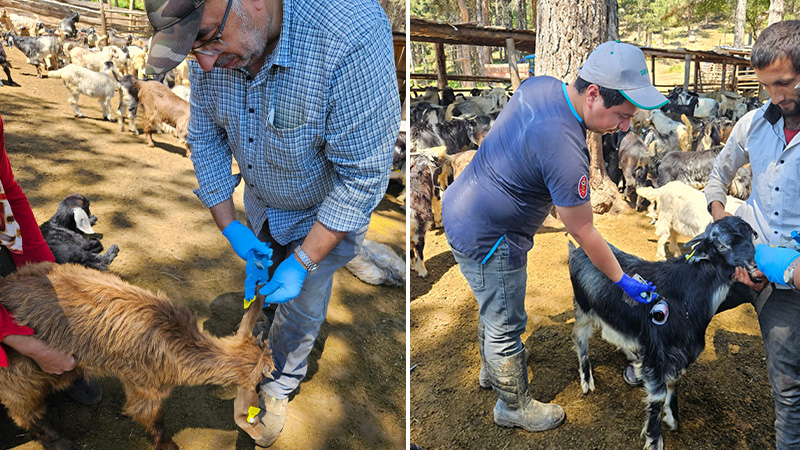 Kütahya Emet’te Küpeleme Ve Aşılama Uygulaması Yapıldı (2)