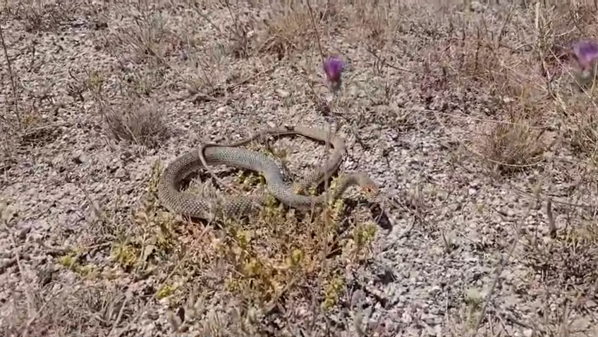 Kütahya’da Bir Restoranda Yılan Paniği (1)