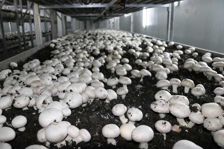 Kütahya’da Mantar Yetiştirme Kursu Açılacak 1