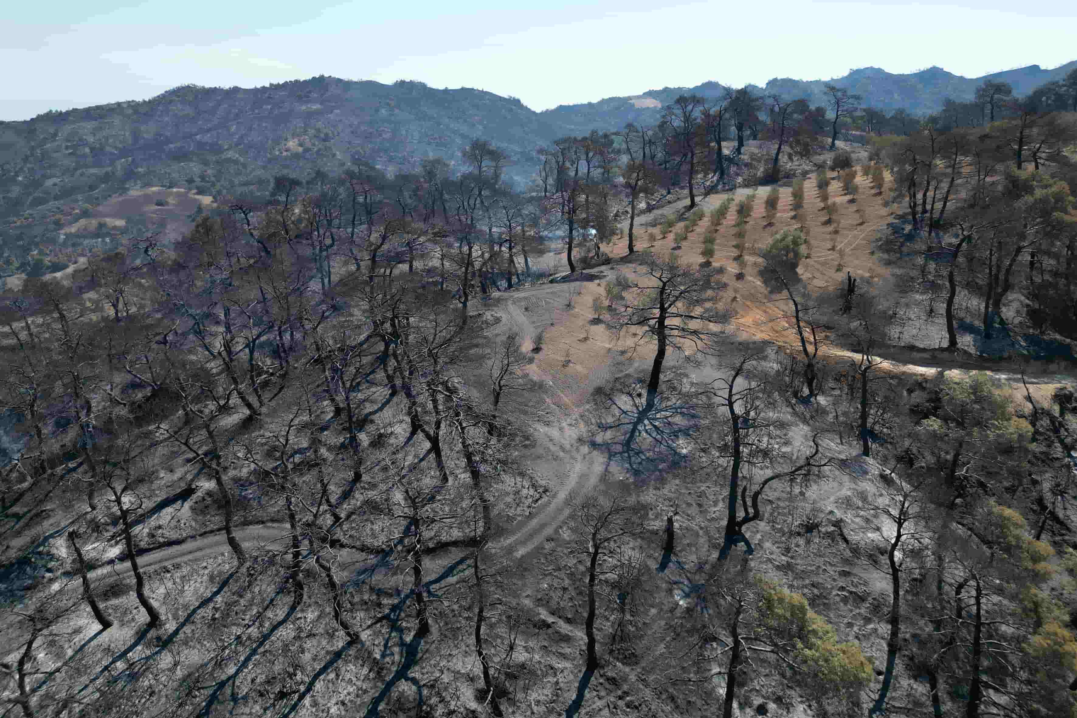 Manisa’da Ormanlar Kül Oldu, Dronla Görüntülendi