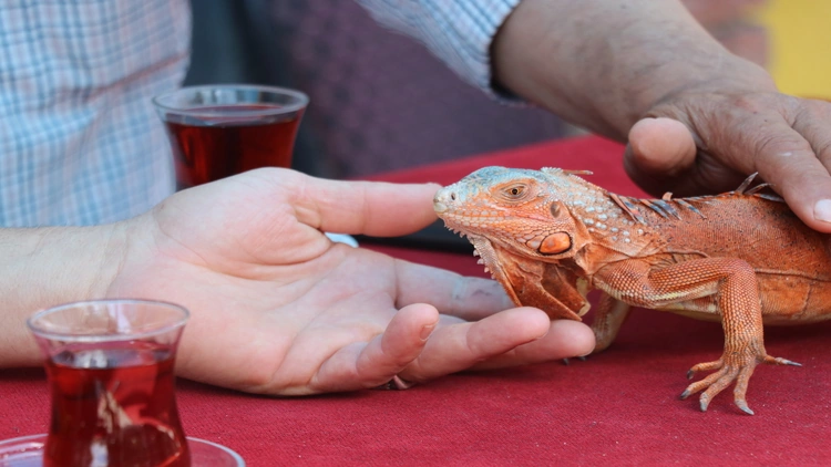 Omuzlarda Gezen %22Ökkeş%22 Adlı Iguana Beldenin Maskotu Oldu