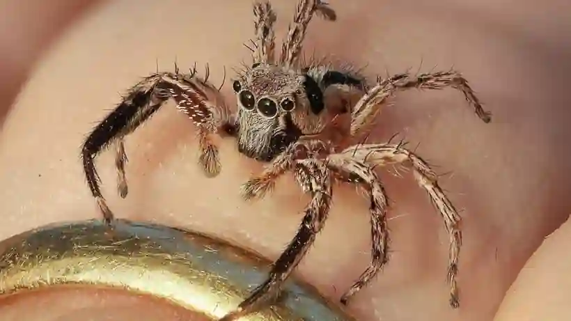 Örümceklerin Evrimsel Geçmişi Yeniden Yazılıyo2 (1)