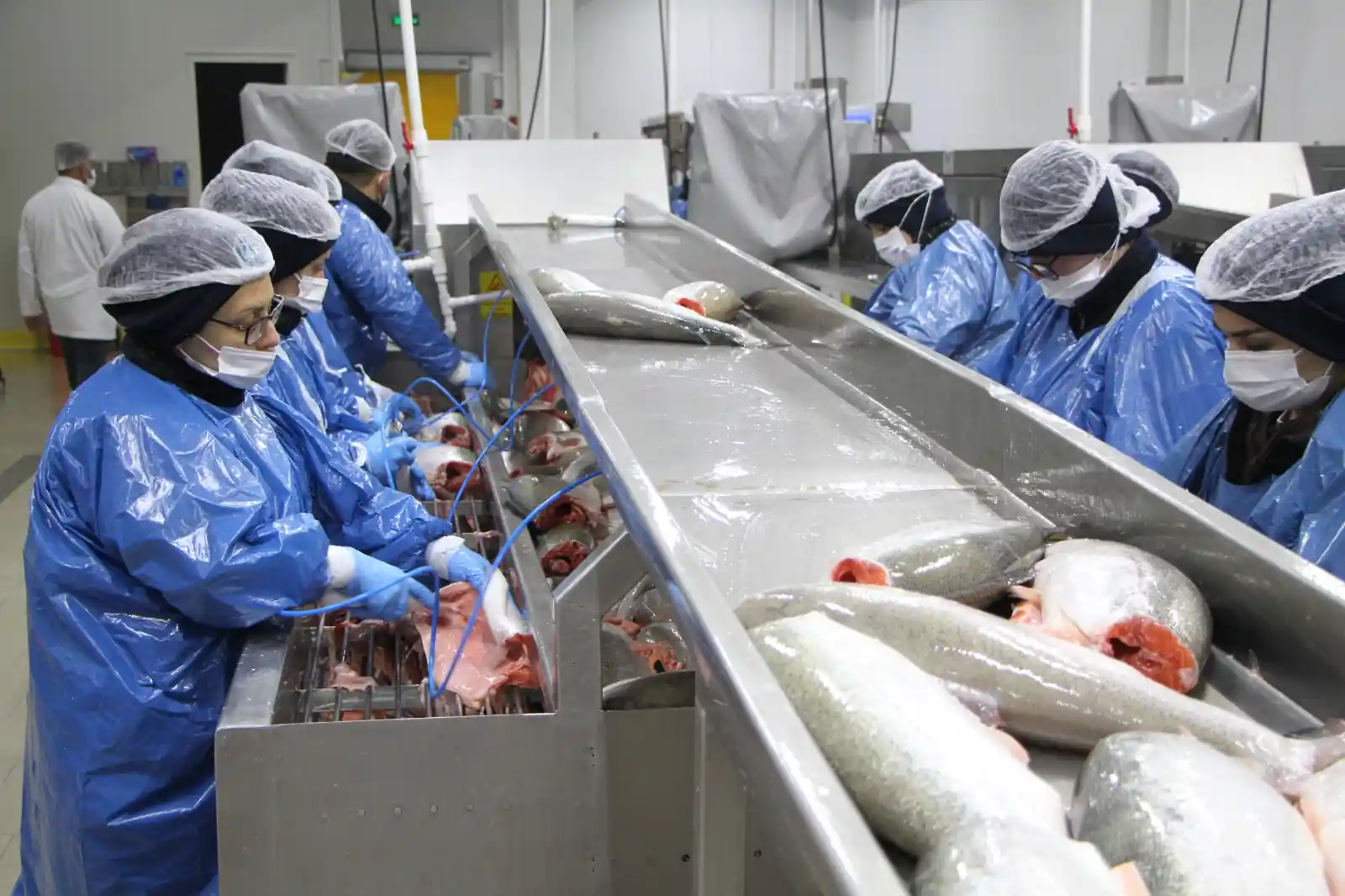 Su Ürünleri Ihracatı 1 Milyar Dolara Dayandı