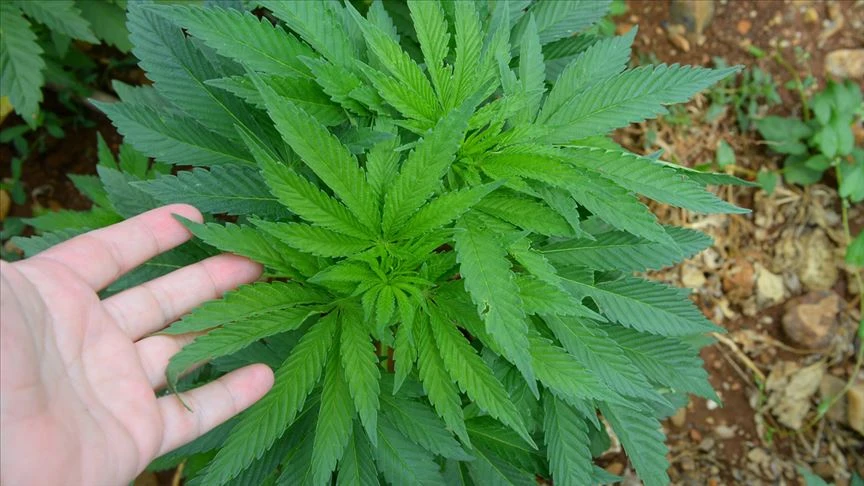 Tıbbi Kenevir Eczanelerde Satılabilecek, Kütahya’da Uzmanı Açıkladı (5)