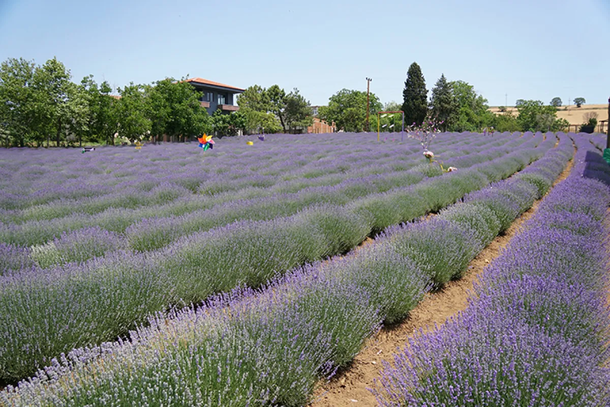 Türkiye'nin En Güzel 5 Lavanta Bahçesi1
