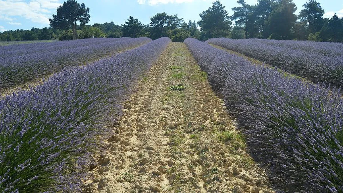 Türkiye'nin En Güzel 5 Lavanta Bahçesi2