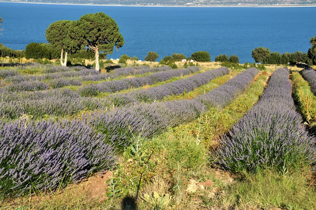 Türkiye'nin En Güzel 5 Lavanta Bahçesi4
