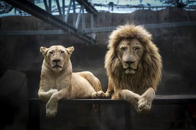 14 Yaşındaki Afrika Aslanı “Deniz” Soy Ağacının Zirvesinde2
