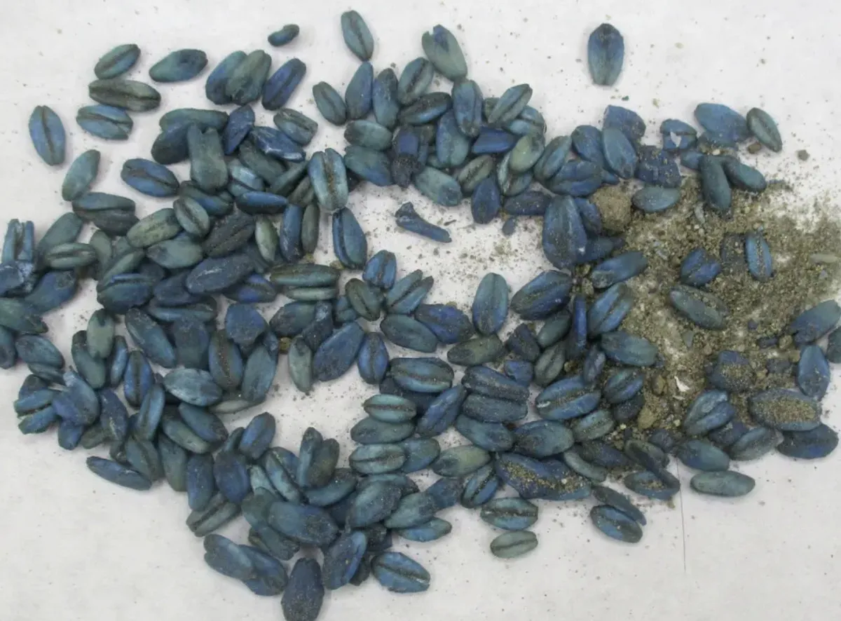 Abd’de Mavi Domuz Eti Alarmı Yetkililerden Uyarı1