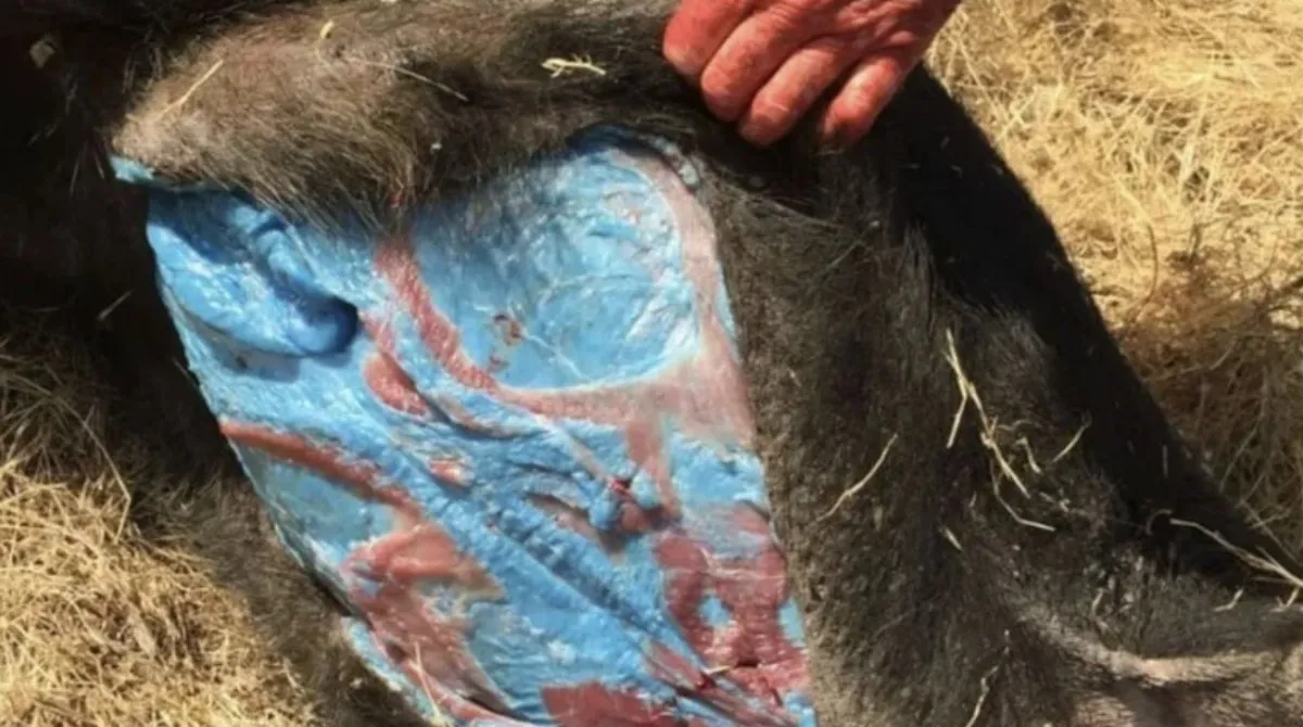 Abd’de Mavi Domuz Eti Alarmı Yetkililerden Uyarı2