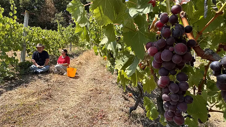 Emekli Mühendisin Üzüm Bahçesi 8 Çeşit Üzüme Ev Sahipliği Yapıyor (1)