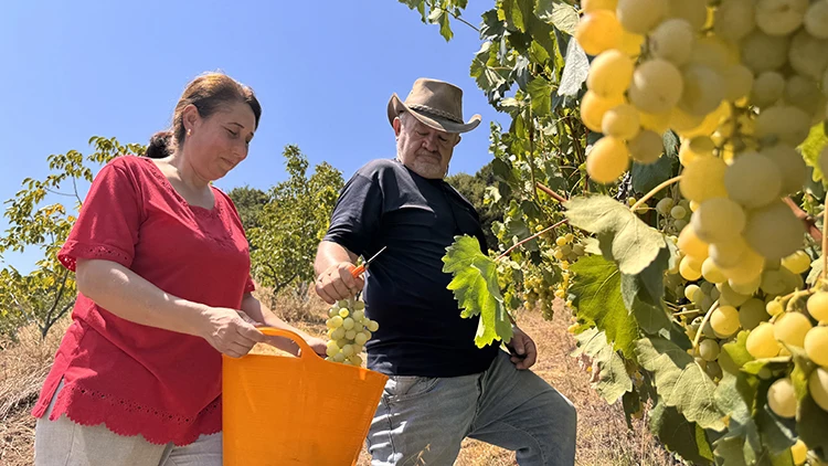 Emekli Mühendisin Üzüm Bahçesi 8 Çeşit Üzüme Ev Sahipliği Yapıyor (5)