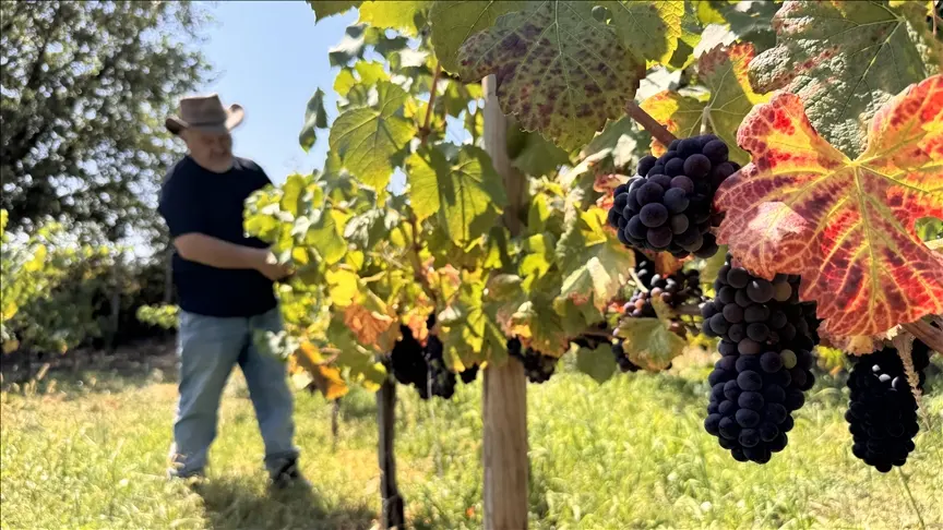 Emekli Mühendisin Üzüm Bahçesi 8 Çeşit Üzüme Ev Sahipliği Yapıyor (6)