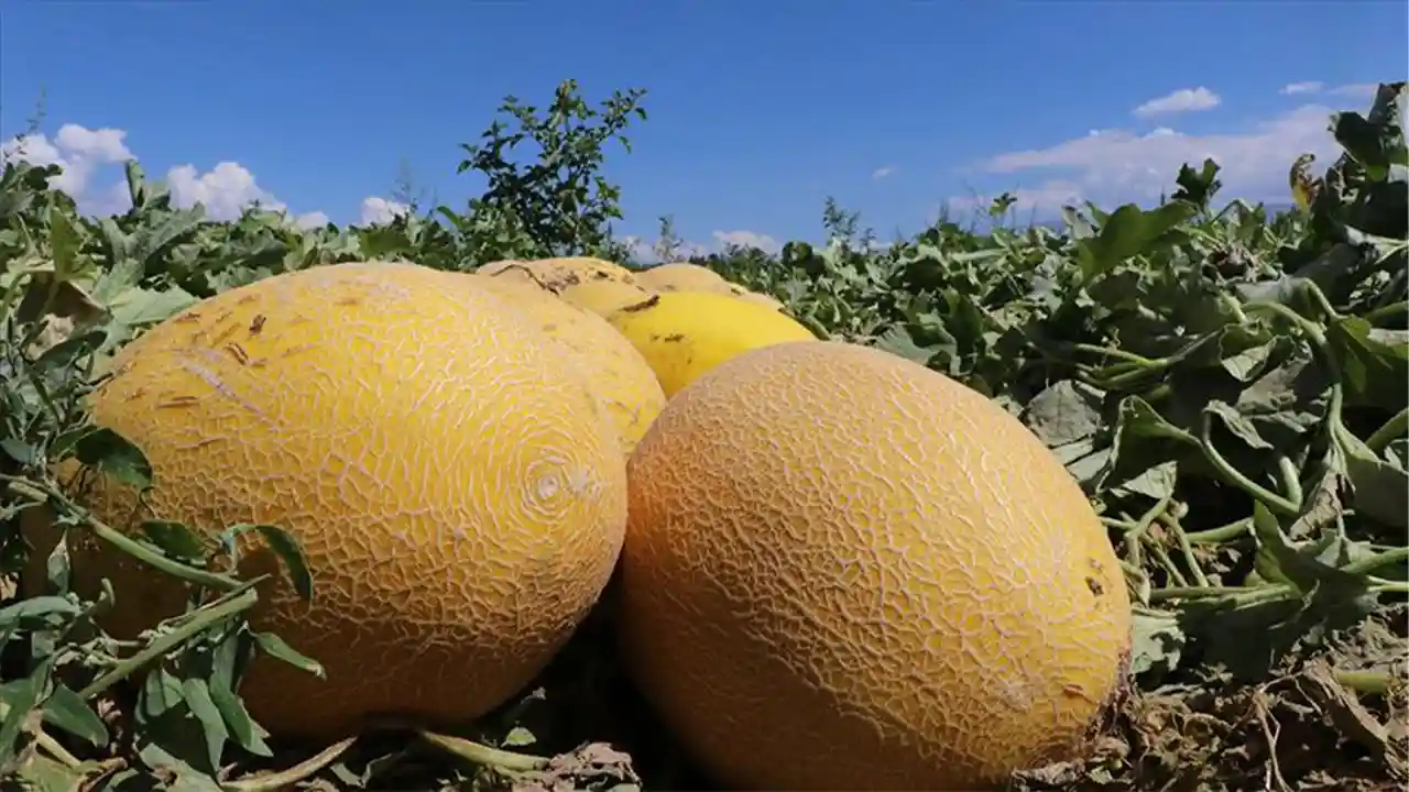 Hijyensiz Meyve Tüketimi Zehirleyebilir 1