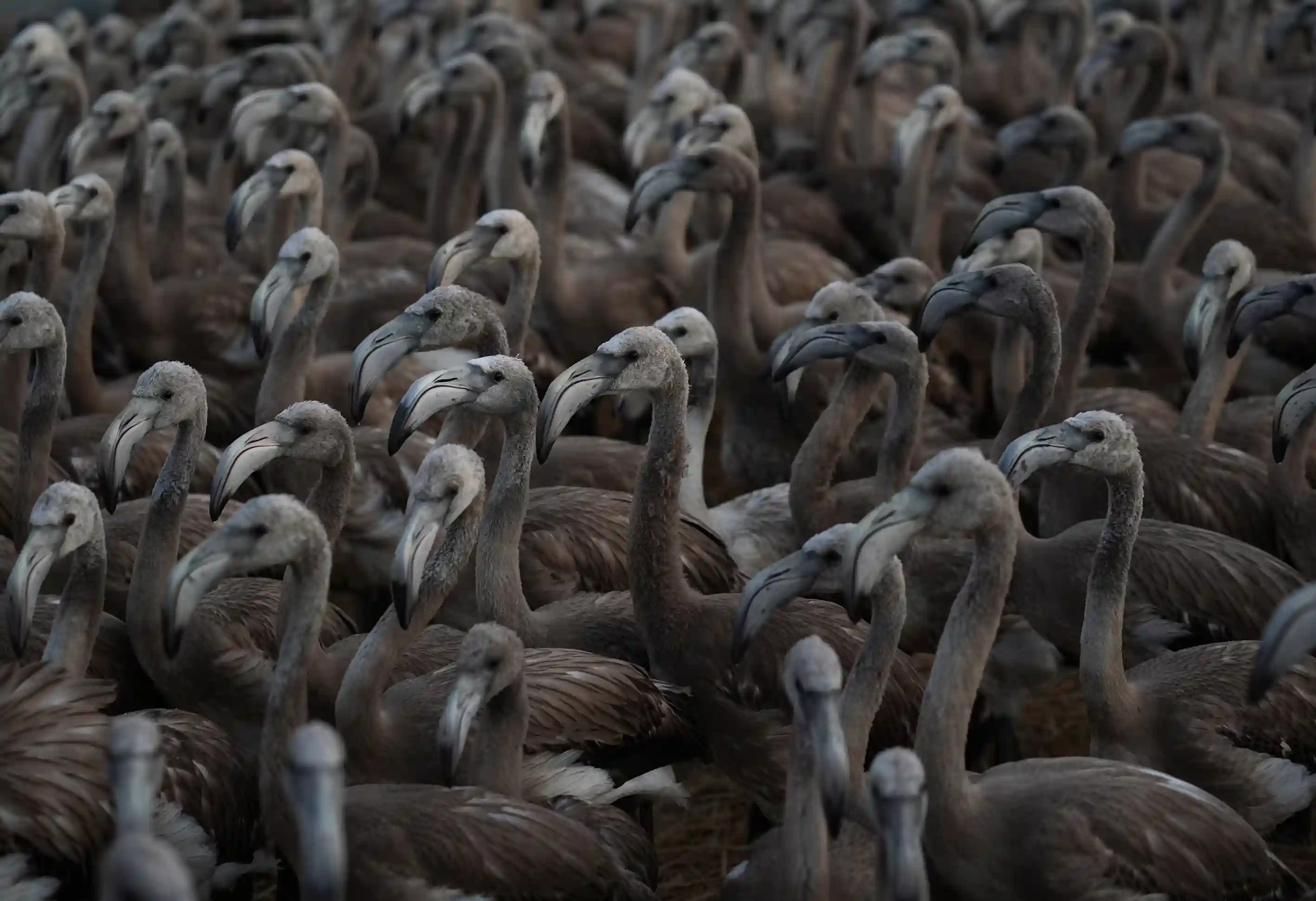 İzmir Kuş Cenneti’nde Yavru Flamingolar Halkalandı2